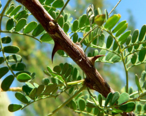 Beethoven made a cryptic reference in the score to the acacia, a symbol of Freemasonry.